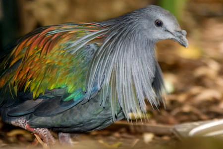 Close-up of a Nicobar pigeon (Caloenas nicobarica). The bird displays its striking iridescent plumage in shades of green, blue, and copper, with long hackle-like feathers on its neck and a contrasting white tailの写真素材