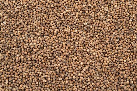 Organic Dried coriander seeds, Coriandrum sativum, closeup background texture.