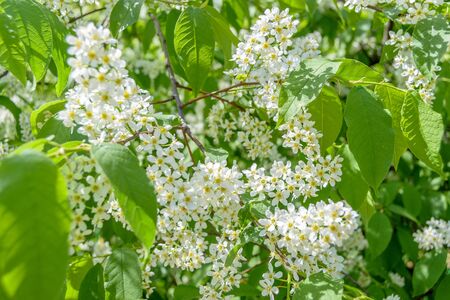 Blooming white lilac flowers. Abstract beautiful background.の写真素材