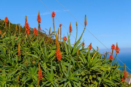 The picturesque coastline of the Atlantic with a flowering aloe on Madeira Island, Portugal.の写真素材