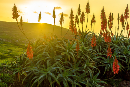 Aloe vera flower blooming near the ocean at sunrise on the island of Madeira.の写真素材