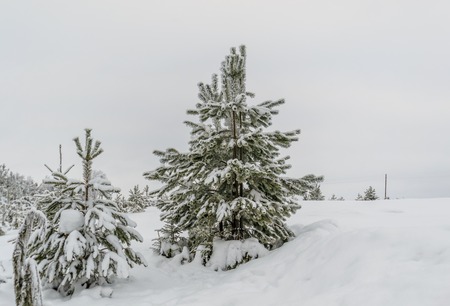 Russian winter forest. Forest frost fairy taleの写真素材