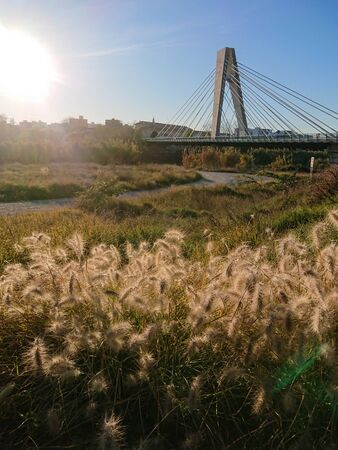 Manises Bridge over the Turia River at sunset with dried herbs in the foreground