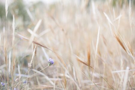Small blue flower among dry herbs with high light in a landの写真素材