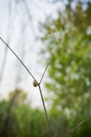 Lonely small snail on a dry branch with green trees background