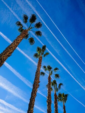 Airplane chemtrails over palm trees in blue sky