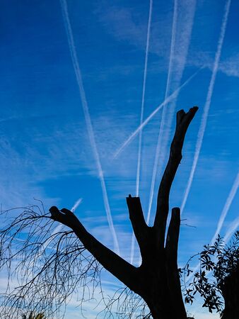 Airplane chemtrails over a tree silhouette in blue sky with cloudsの写真素材