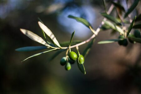 Olive branch with olives and leafs with defocused backgroundの写真素材