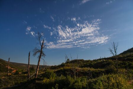 Burned trees with blue sky background at sunset with white cloudsの写真素材