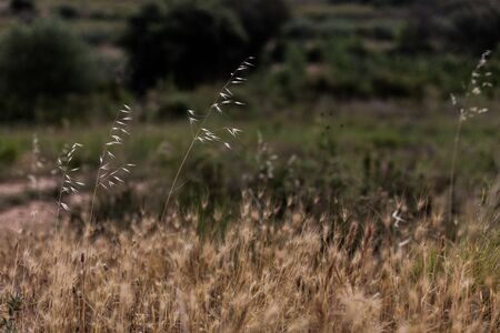 Wild brown herbs in the field