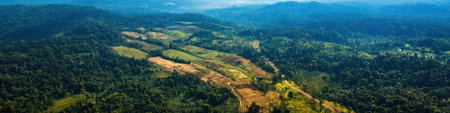 Aerial view of rainforest deforestation, showing the impact of clearing land for palm oil and rubber plantations.の素材