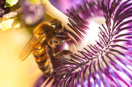 WORKER BEEの写真素材