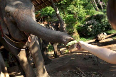 A girl feeds an elephant with a banana in the national park. A young elephant stretches its trunk to an outstretched banana against a blurred background of a green tropical forest.の写真素材