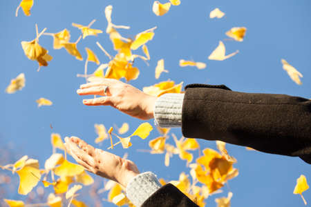 An image of female hands with falling ginkgo leaves against a clear blue sky in bright sunlight. Bottom view, yellow leaves falling through the hands towards the camera.の写真素材