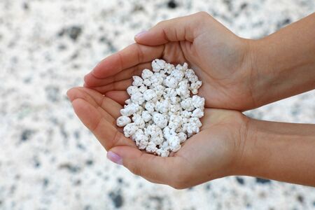 White coral scraps who look like popcorn holds by hands in Playa de Majanicho, Fuerteventura, Spainの写真素材