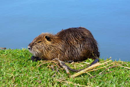 Close-up of Nutria wet on the grass just out of the lakeの写真素材