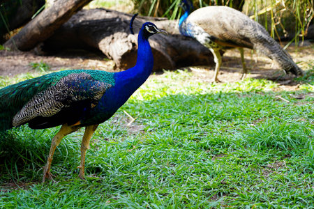 Peacocks in the Goiania Zoological Park, Brazilの写真素材
