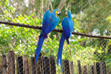 Back view of two blue-and-gold macaw confabulating in the cage