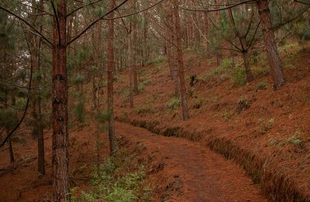 pine forestの写真素材