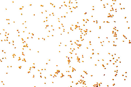 Scattered fenugreek grains isolated on white background, top viewの写真素材