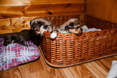 Newborn puppies look out of a wicker basket, portrait. Brown Yorkshire Terrier puppiesの写真素材