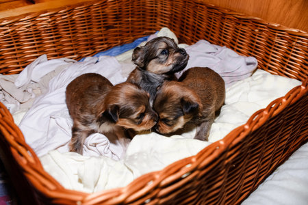 Newborn puppies in a wicker basket, portrait. Brown Yorkshire Terrier puppiesの写真素材