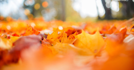 Fall leaves background. Bright yellow-red maple leaves, texture. Selective focus, blurred backgroundの写真素材