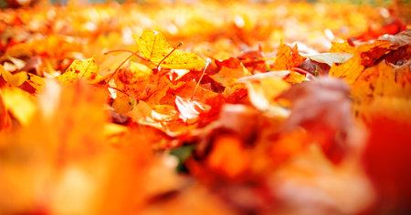 Autumn background from colorful leaves. Bright, beautiful fallen maple leaves, selective focus, blur.の写真素材