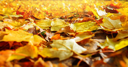 fall autumn foliage. Background from multicolored maple leaves, selective focus, blur. Photo at an angle, sun lightの写真素材