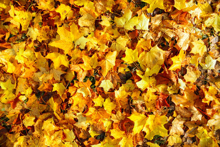 Autumn multicolored maple leaves, top view. Background from yellow, orange, red leaves. autumn...
