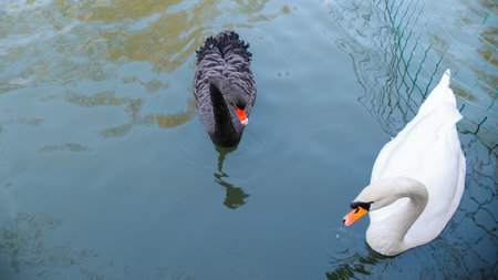 Beautiful swans swim in the park pond. Portrait of a couple of swans, black and white.の写真素材