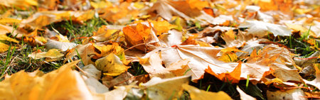 Banner fall leaves on the lawn. Autumn background, soft focusの写真素材