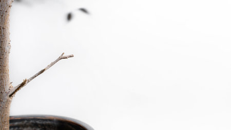Part of a tree in a pot on a white background. Banner, copy space. Plant on a sunny day.