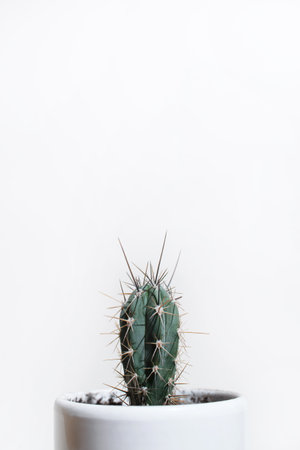 Cactus on a white background, minimalism photo. Home plant in ceramic pot, copy space. vertical photoの写真素材