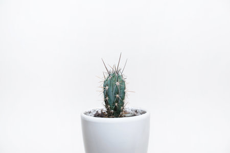 Cactus on a white background, minimalism photo. Home plant in ceramic pot, copy space