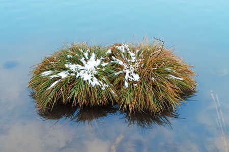Bush green grass covered with snow in the middle of the lakeの写真素材