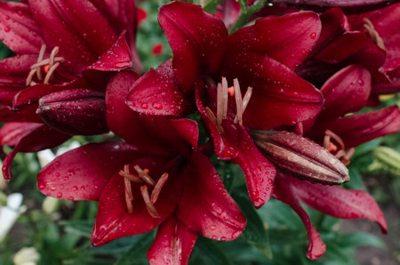 Burgundy lily with water drops after rain, close-up. flower in the gardenの写真素材