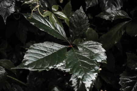 Dark green leaf wet after rain, close-upの写真素材