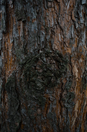 tree bark texture. Pine trunk close up. vertical photo