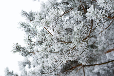 Pine branch covered with snow and frost. winter forest landscape.の写真素材