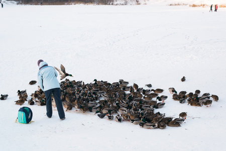 Flock of ducks on a snowy lake. Woman feeding wild ducks on the lake in winter.の写真素材