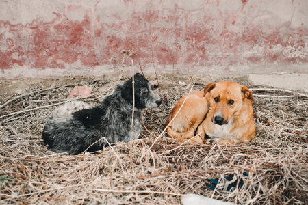 Two stray dogs lying on dry grass and looking at the camera, outsideの写真素材