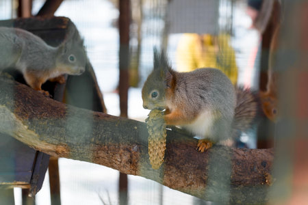 Squirrel eats pine cone outdoors in the park. selective focusの写真素材