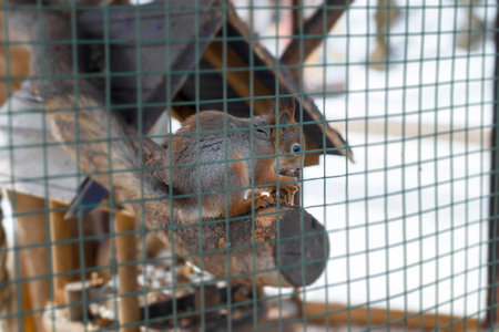 Squirrel eats a pine cone behind a fence outdoors in a park. selective focusの写真素材