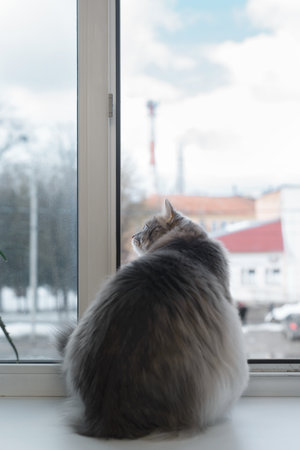 Gray fat cat sitting on the windowsill of the house by the window and looking at the street. Back viewの写真素材
