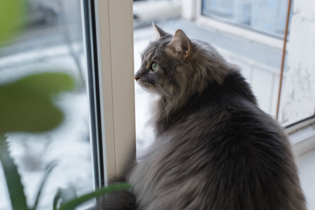 Gray fat cat sitting on the windowsill indoors. Curious Siberian cat looking at the street, close-up.の写真素材