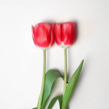 Two red tulips on a white background, flat lay. Romantic creative concept of love, hug.の写真素材