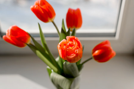 Bright red tulips in vase on windowsill indoors on sunny day. Close-up, top view. Bouquet of beautiful spring flowers. Selective focusの写真素材
