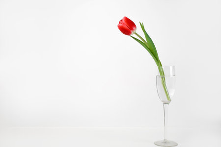 Beautiful red tulip standing in glass of water on a white background, copy space.の写真素材