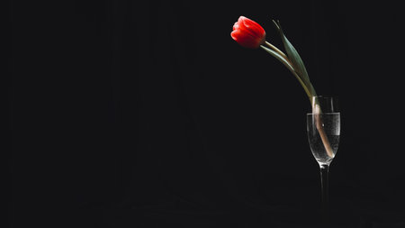 Lonely red tulip in wine glass of water on dark background, copy space. Minimalistic low-key photoの写真素材
